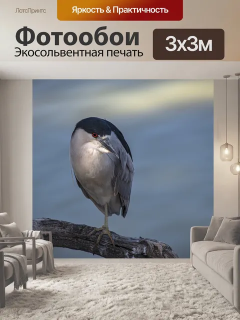 Фотообои Черная коронованная ночная цапля