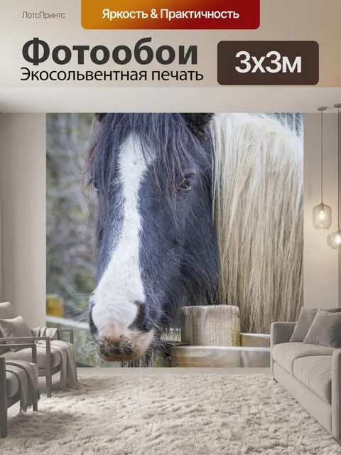 Фотообои Голова лошади