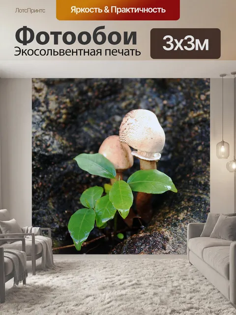 Фотообои Гриб