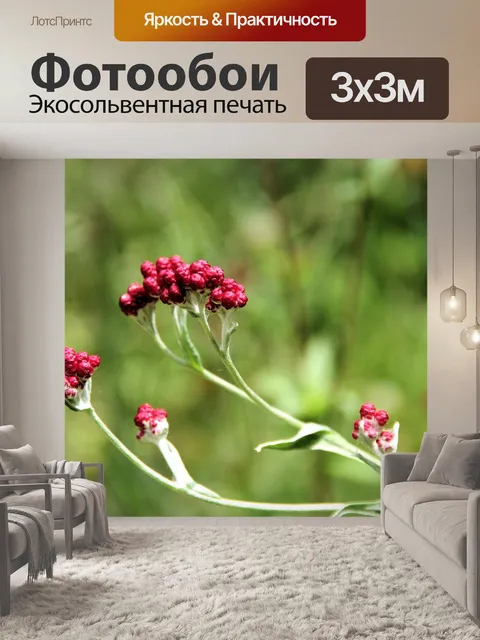 Фотообои Красный вечный полевой цветок