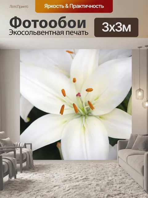 Фотообои Белый цветок лилии