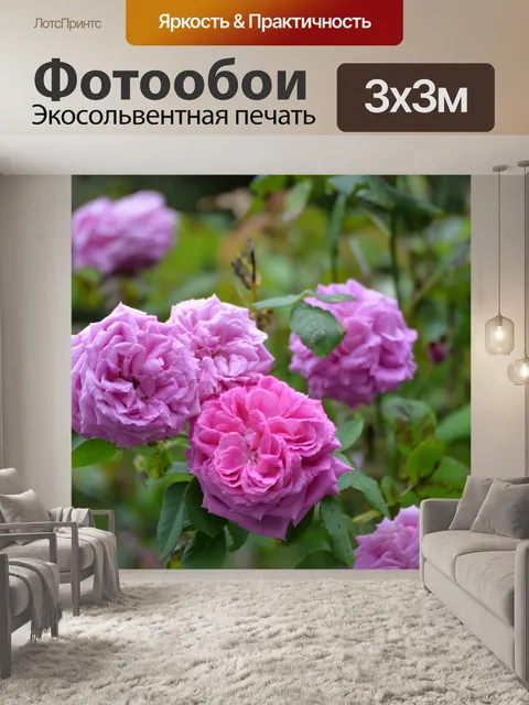 Фотообои Роза в цвету