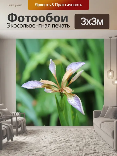 Фотообои Ирис