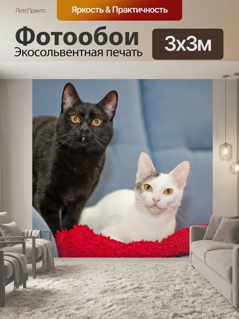 Фотообои Кошки