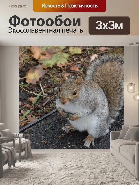 Фотообои Бурундук