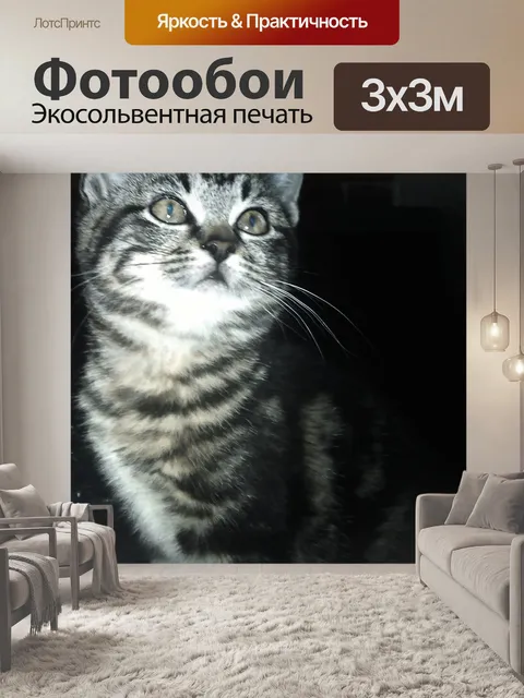Фотообои Котенок ищет любовь