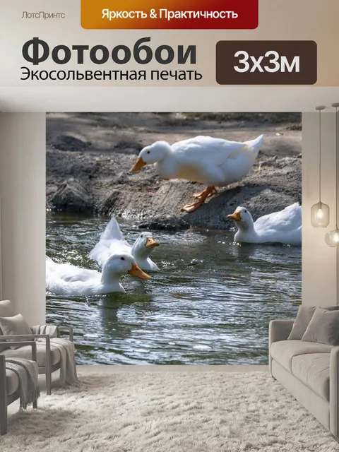 Фотообои Четыре белых домашних утки