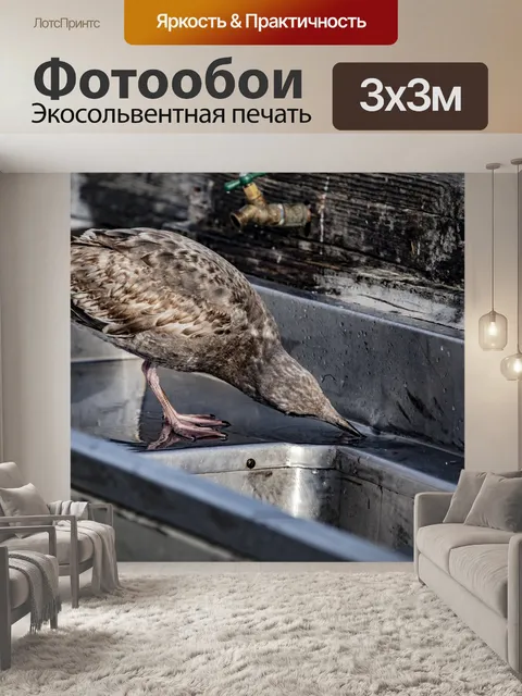 Фотообои Незрелая пища для чайки