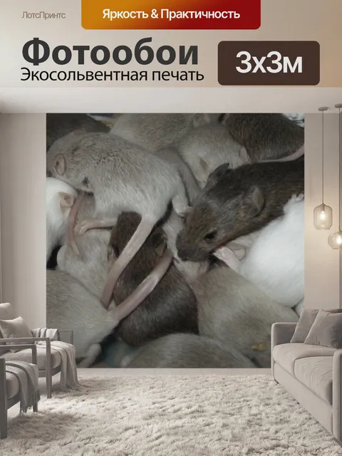 Фотообои мышей