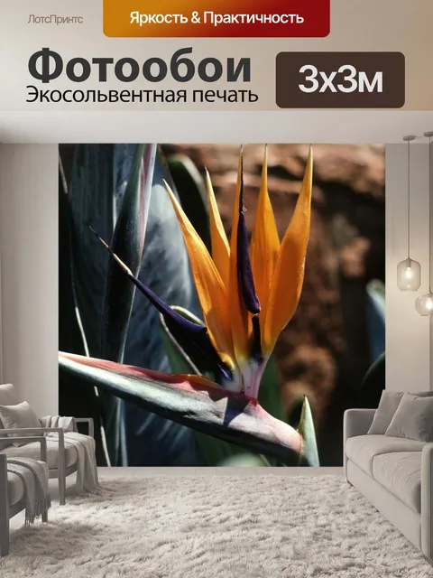 Фотообои Райская птица