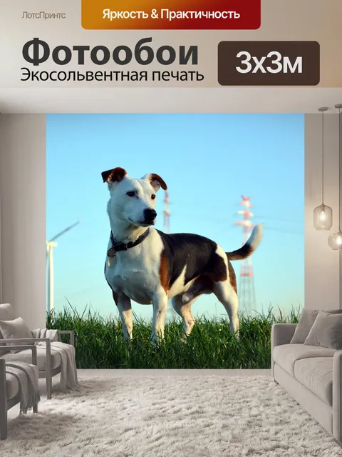 Фотообои Собака