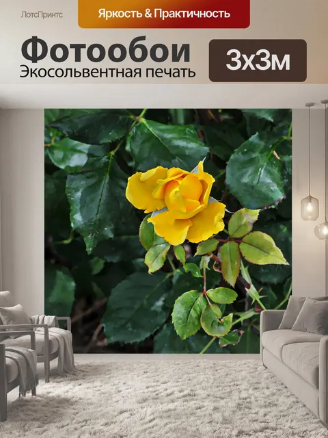 Фотообои Желтый бутон розы Открытие