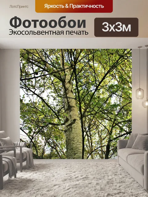 Фотообои высокий береза