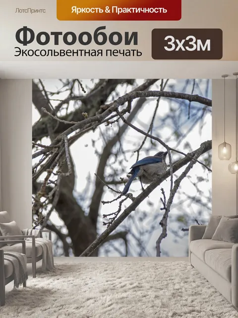 Фотообои голубая сойка