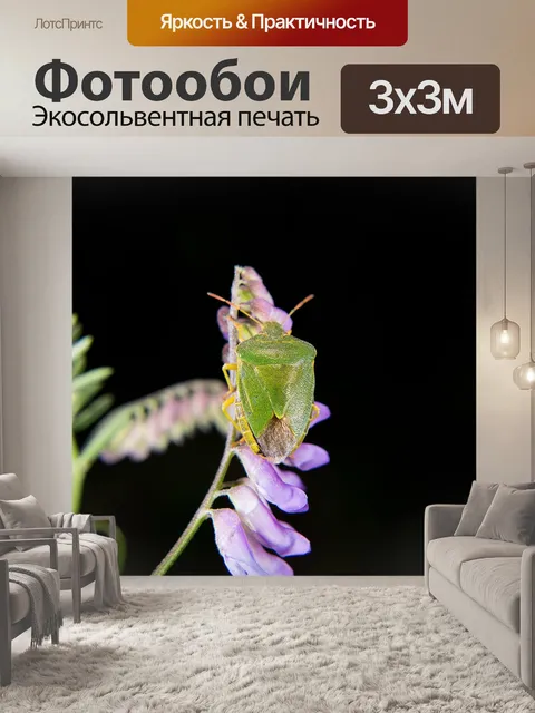 Фотообои Зеленый вонючий жук