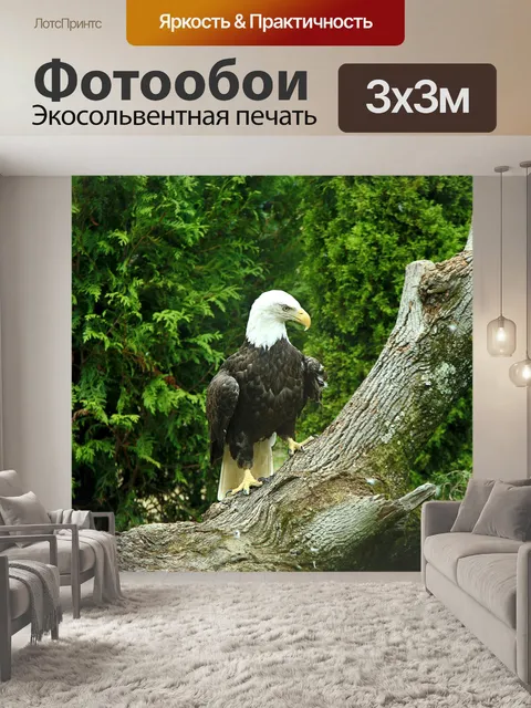 Фотообои Американский белоголовый орлан постановк