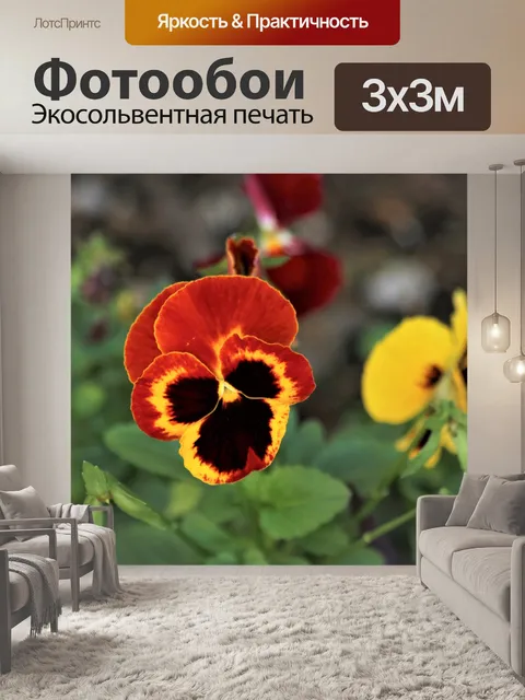 Фотообои Коричневая и желтая анютины глазки