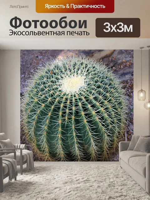 Фотообои Золотой бочонок кактус
