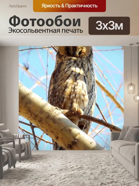 Фотообои Сова