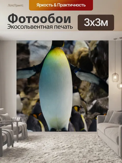 Фотообои Королевский пингвин