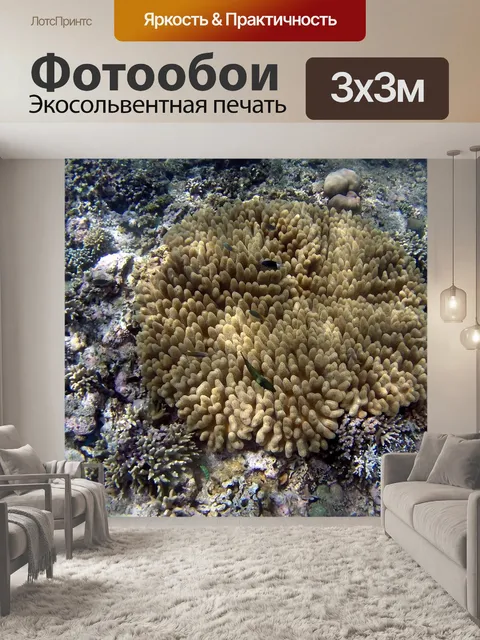 Фотообои Коралл