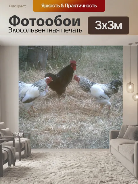 Фотообои Петухи