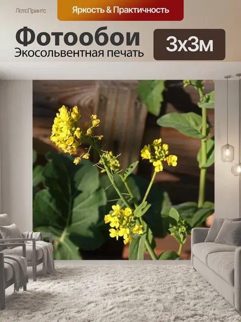 Фотообои цветы болотного растения бок чой