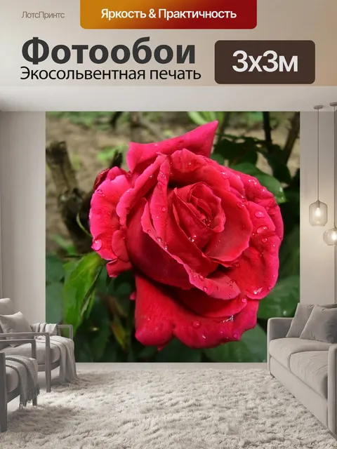 Фотообои Роза