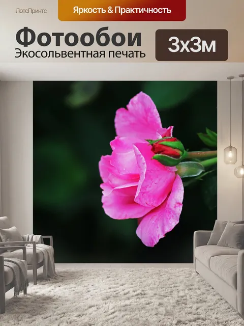 Фотообои розовая роза с нераскрытым бутоном