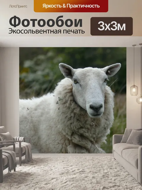 Фотообои Овец