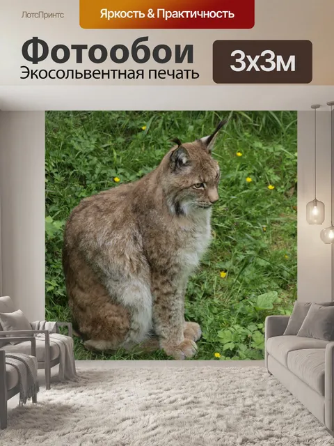 Фотообои Рысь