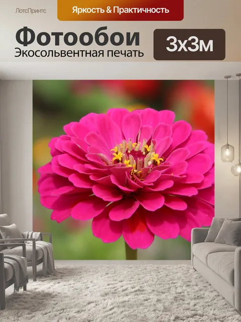 Фотообои Цинния