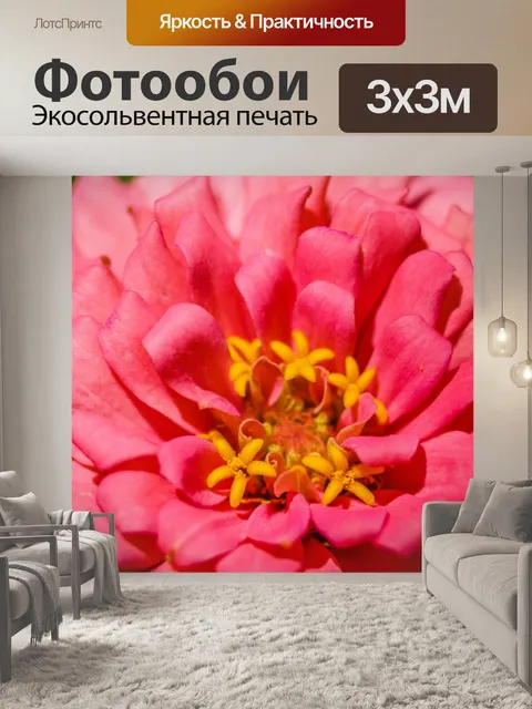 Фотообои красочный цветок макро выстрел