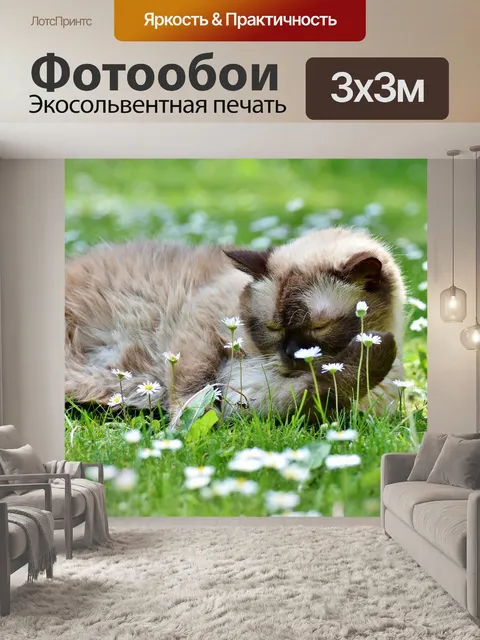 Фотообои Кот