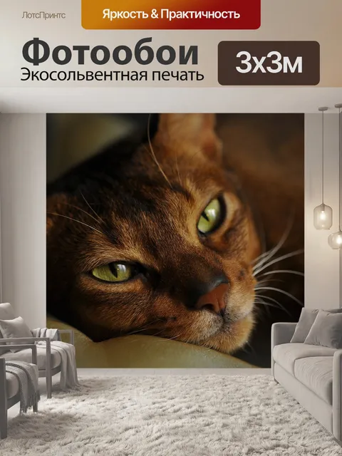 Фотообои Кот