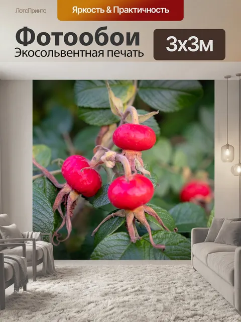 Фотообои Шиповника
