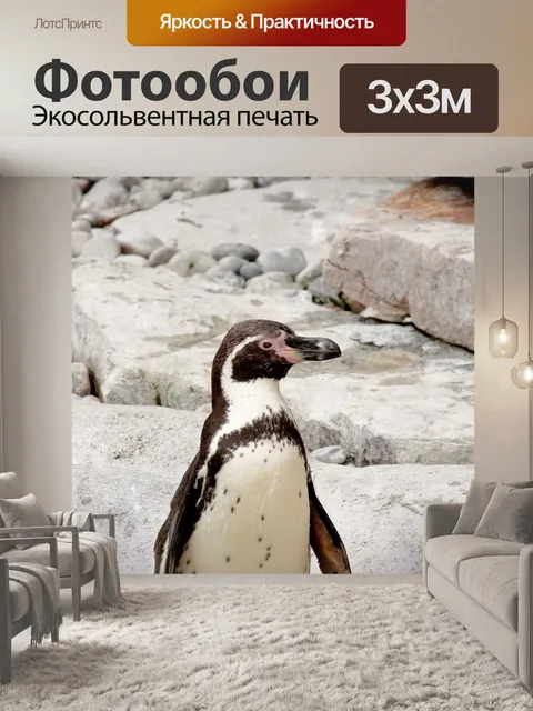 Фотообои Пингвин на скалистом пляже