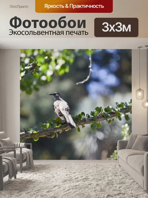 Фотообои Серый Jay Bird