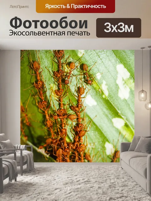 Фотообои Красные муравьи