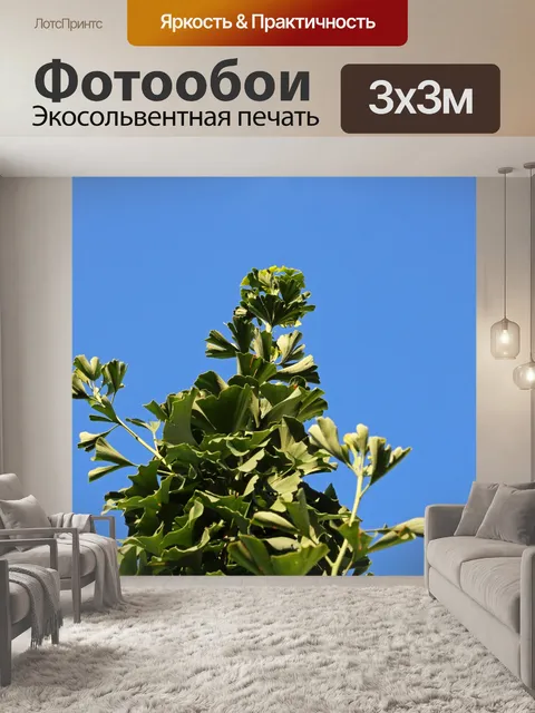 Фотообои вид сверху на гинкго билоба