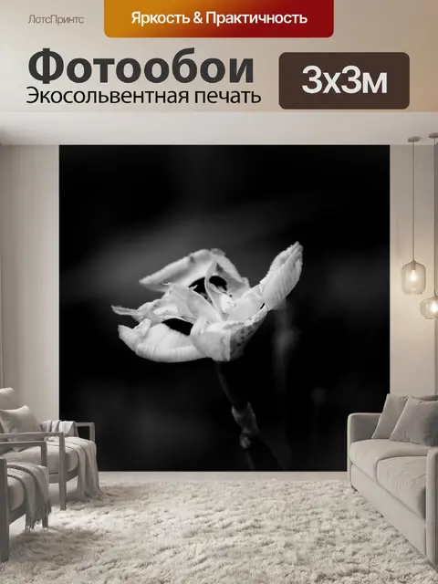 Фотообои Нежный цветок в черно-белом