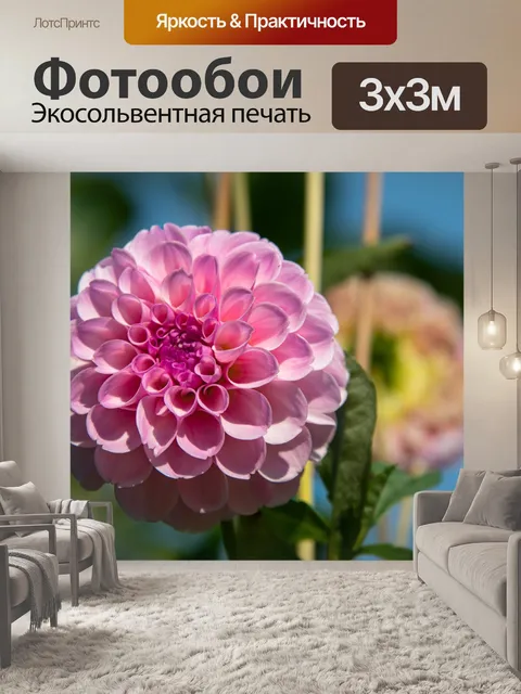 Фотообои Георгин, розовый Георгин, цветок