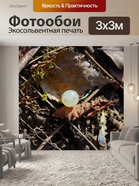 Фотообои Туманник