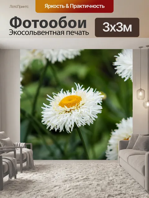 Фотообои Дейзи Цветы