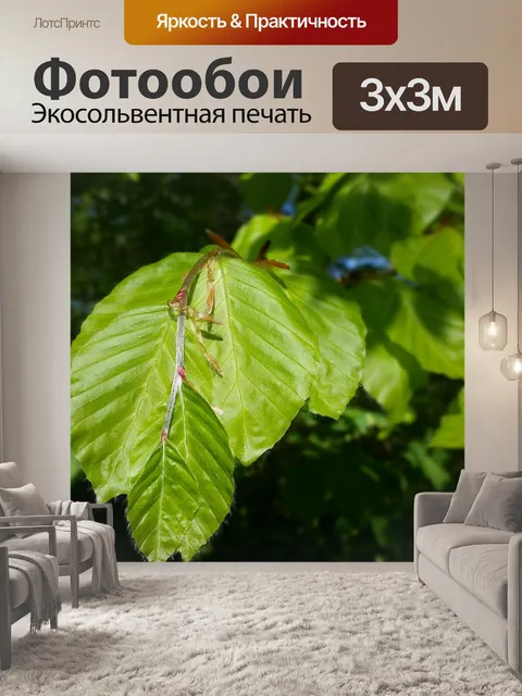 Фотообои Листья бука