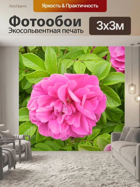 Фотообои Дикая роза 4