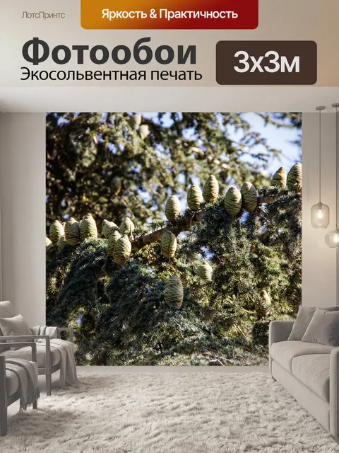 Фотообои Кедр