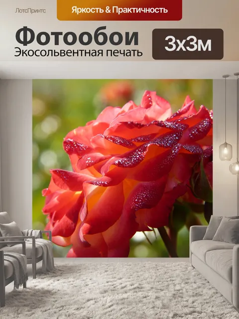 Фотообои Роза