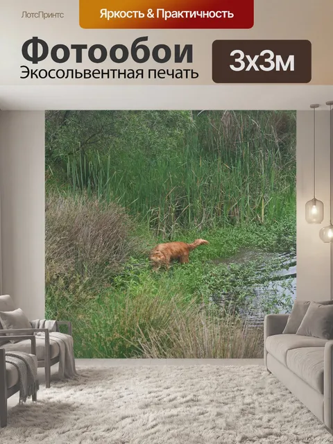 Фотообои золотистый ретривер выходит из пруда