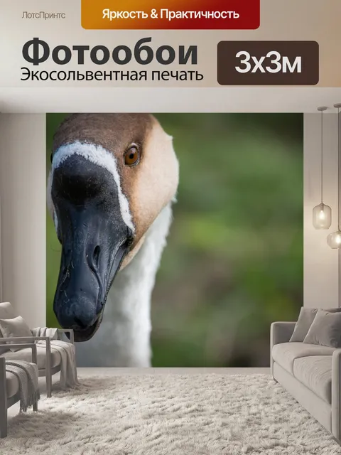 Фотообои Гусь, китайский узловатый гусь